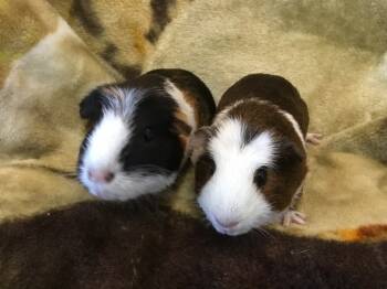 Rescue Guinea Pig Guinea Pigs for Adoption in San Diego, California - Golden Acorn ( Bonded To Azaria) | PetCurious